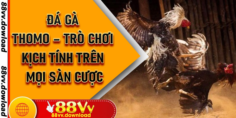 Đá Gà Thomo – Trò chơi kịch tính trên mọi sàn cược