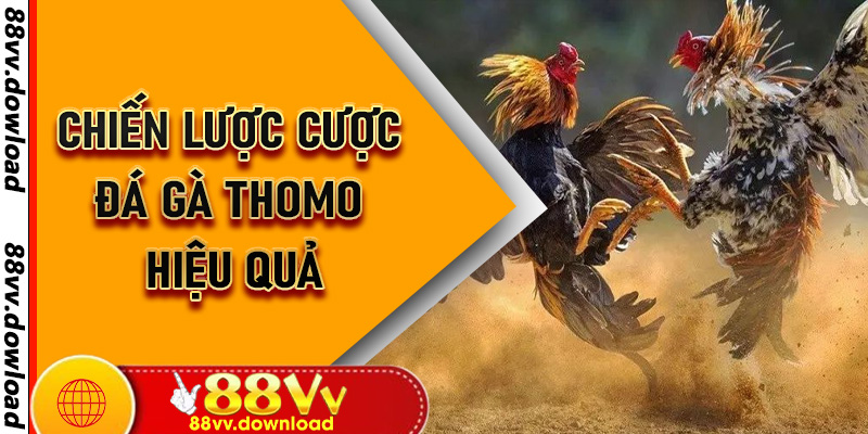 Chiến lược cược Đá Gà Thomo hiệu quả