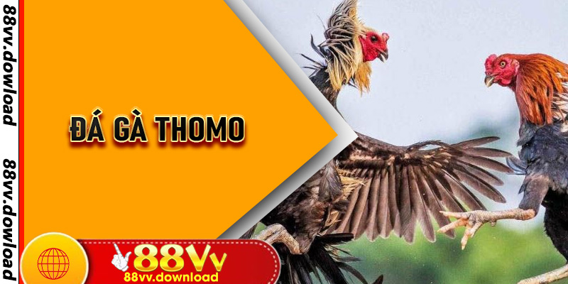 Đá Gà Thomo – Hướng Dẫn Cược Siêu Khủng Cùng 88vv